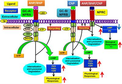 Guanylyl cyclase/natriuretic peptide receptor-A: Identification, molecular characterization, and physiological genomics